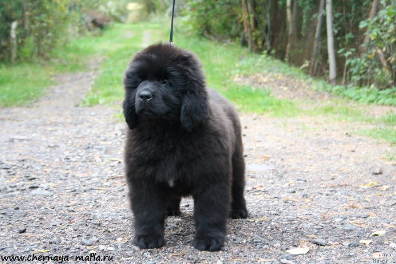 Фото: ньюфаундленд Chernaya Mafia Аngel Among Us (Черная Мафия Ангел Амонг Ус)