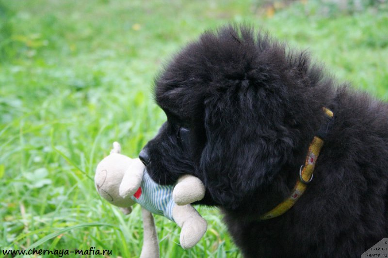 Фото: ньюфаундленд Chernaya Mafia Аngel Among Us (Черная Мафия Ангел Амонг Ус)