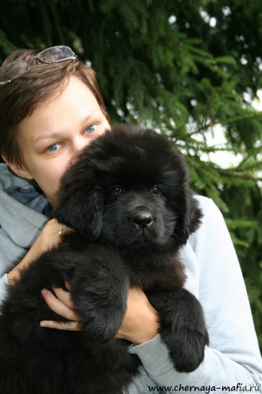 Фото: ньюфаундленд Chernaya Mafia Аngel Among Us (Черная Мафия Ангел Амонг Ус), Ol'ga Soboleva (Ольга Соболева)
