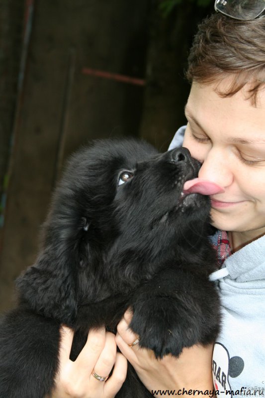 Фото: ньюфаундленд Chernaya Mafia Аngel Among Us (Черная Мафия Ангел Амонг Ус), Ol'ga Soboleva (Ольга Соболева)