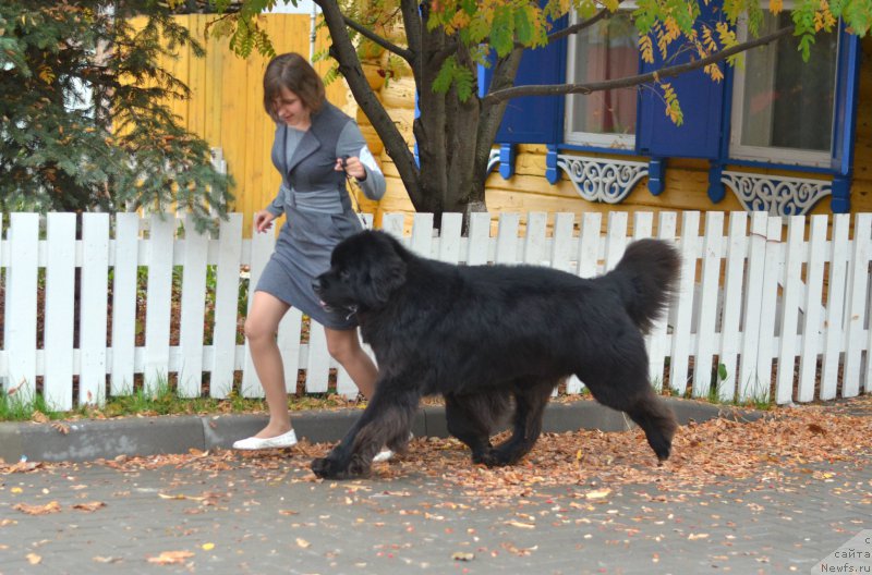 Фото: ньюфаундленд Kiper Soul Layon Hyeert (Кипер Соул Лайон Хэерт), Ol'ga Ivanova (Ольга Иванова)