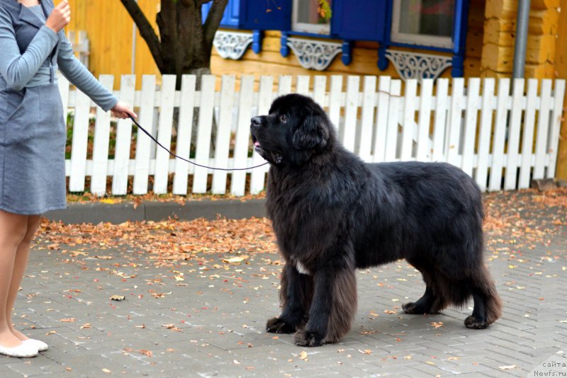 Фото: ньюфаундленд Kiper Soul Layon Hyeert (Кипер Соул Лайон Хэерт), Ol'ga Ivanova (Ольга Иванова)