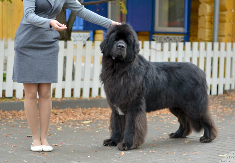 Фото: ньюфаундленд Kiper Soul Layon Hyeert (Кипер Соул Лайон Хэерт), Ol'ga Ivanova (Ольга Иванова)