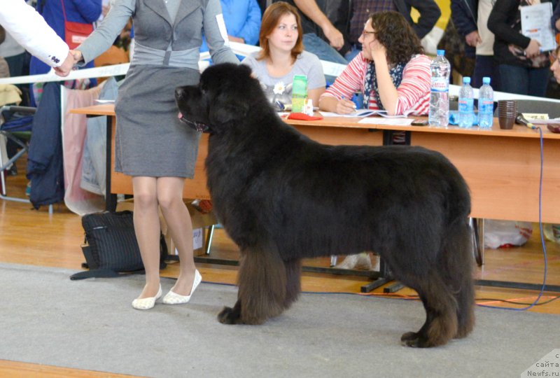 Фото: ньюфаундленд Kiper Soul Layon Hyeert (Кипер Соул Лайон Хэерт), Ol'ga Ivanova (Ольга Иванова)