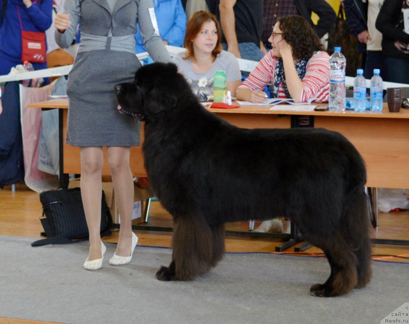 Фото: ньюфаундленд Kiper Soul Layon Hyeert (Кипер Соул Лайон Хэерт), Ol'ga Ivanova (Ольга Иванова)