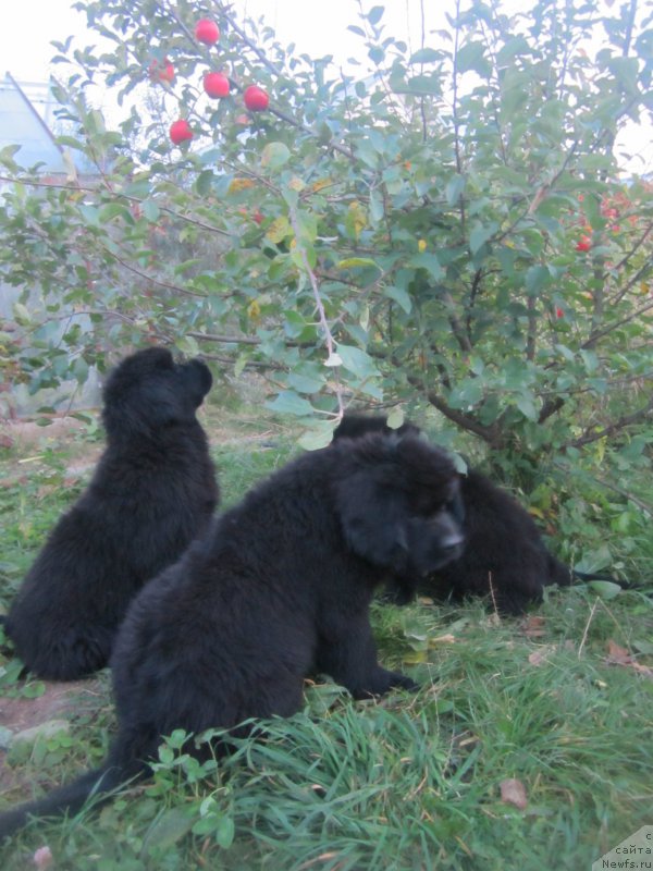 Фото: Natal'ya Smazchikova (Наталья Смазчикова)