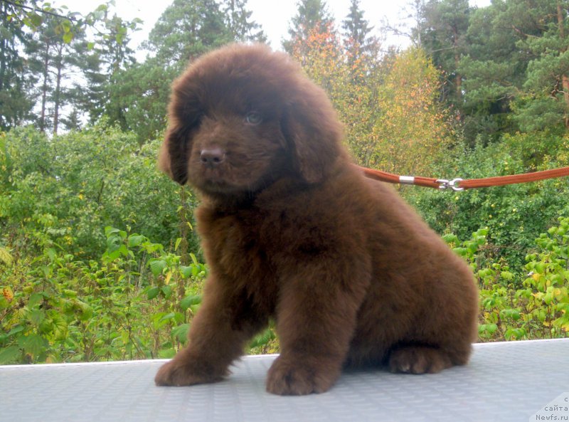 Фотография № 191988