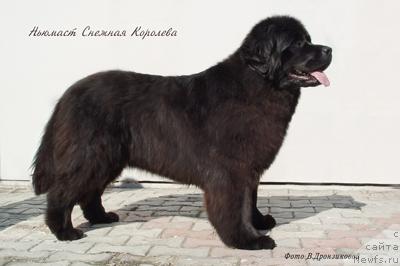 Фото: ньюфаундленд N'yumast Snejnaya Koroleva (Ньюмаст Снежная Королева)