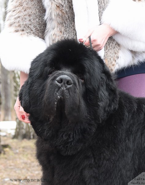 Фото: ньюфаундленд Thickish Newfoundland Waterfall Land's Only