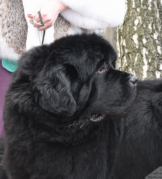 Фото: ньюфаундленд Thickish Newfoundland Waterfall Land's Only