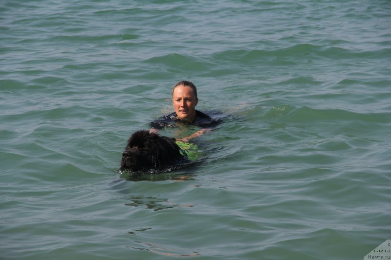 Фото: ньюфаундленд Beguschaya po Volnam Ring of Fire (Бегущая по Волнам Ринг оф Фире)