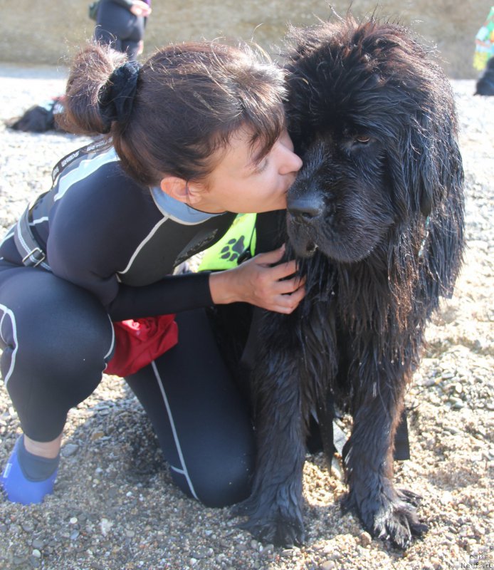 Фото: ньюфаундленд Beguschaya po Volnam Ring of Fire (Бегущая по Волнам Ринг оф Фире), Olesya Arhipova (Олеся Архипова)