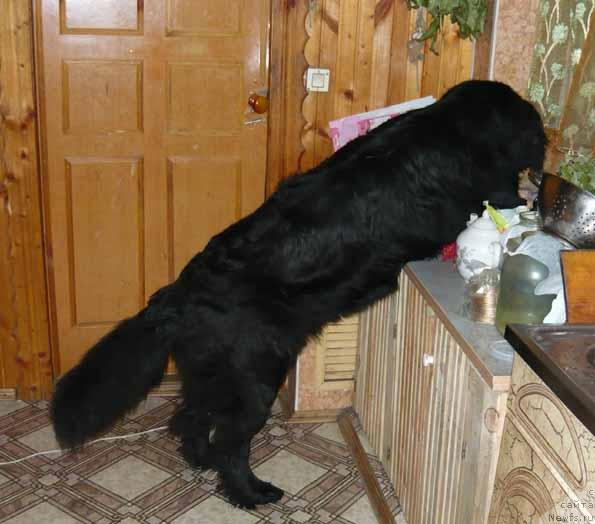 Фото: ньюфаундленд Sent Djons Orfey (Сент Джонс Орфей)