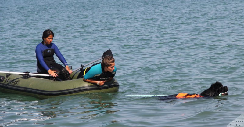 Фото: ньюфаундленд Beguschaya po Volnam Ring of Fire (Бегущая по Волнам Ринг оф Фире), Kseniya Semikova (Ксения Семикова)