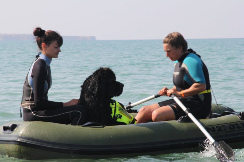 Фото: ньюфаундленд Beguschaya po Volnam Ring of Fire (Бегущая по Волнам Ринг оф Фире), Kseniya Semikova (Ксения Семикова), Olesya Arhipova (Олеся Архипова)