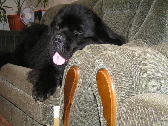 Фото: ньюфаундленд Ego Vysochestvo ot Sibirskogo Medvedja (Его Высочество от Сибирского Медведя)