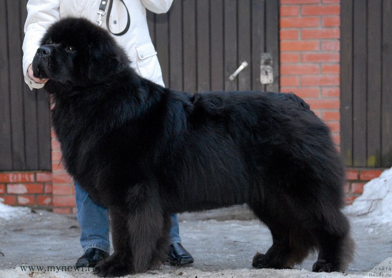 Фото: ньюфаундленд Sent Djons Zemfira (Сент Джонс Земфира)