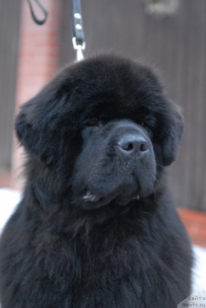 Фото: ньюфаундленд Sent Djons Zemfira (Сент Джонс Земфира)