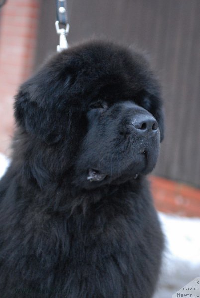 Фото: ньюфаундленд Sent Djons Zemfira (Сент Джонс Земфира)