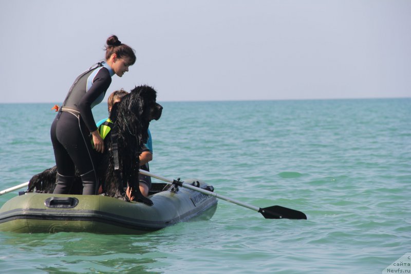 Фото: ньюфаундленд Beguschaya po Volnam Ring of Fire (Бегущая по Волнам Ринг оф Фире), Kseniya Semikova (Ксения Семикова), Olesya Arhipova (Олеся Архипова)