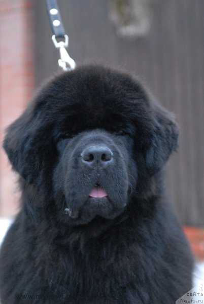 Фото: ньюфаундленд Sent Djons Zemfira (Сент Джонс Земфира)