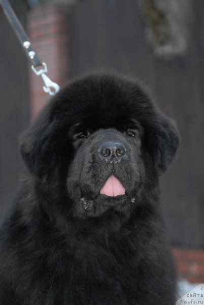 Фотография № 192049