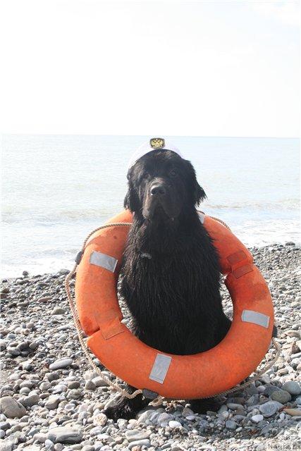 Фото: ньюфаундленд Drive Me Crazy of Apachee's Home