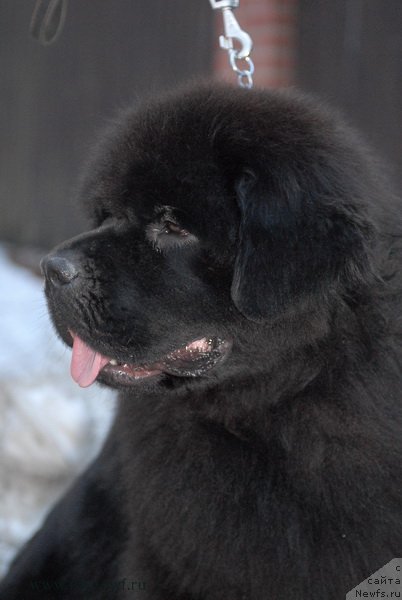 Фото: ньюфаундленд Sent Djons Zemfira (Сент Джонс Земфира)