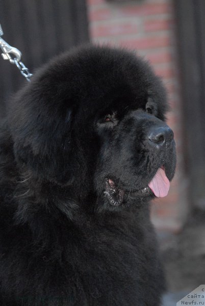 Фото: ньюфаундленд Sent Djons Zemfira (Сент Джонс Земфира)