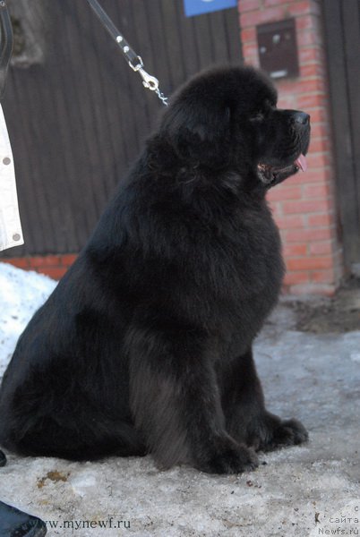 Фото: ньюфаундленд Sent Djons Zemfira (Сент Джонс Земфира)