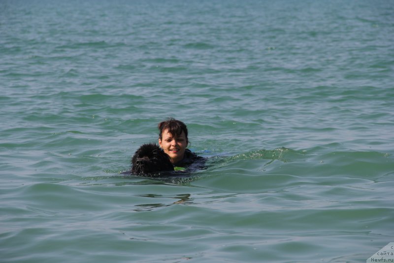 Фото: ньюфаундленд Beguschaya po Volnam Ring of Fire (Бегущая по Волнам Ринг оф Фире)