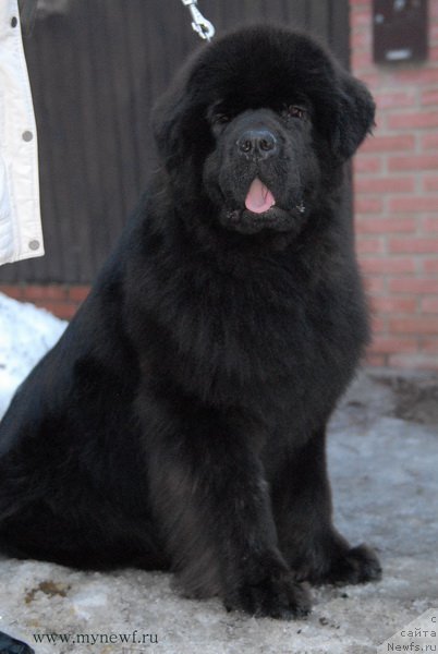 Фото: ньюфаундленд Sent Djons Zemfira (Сент Джонс Земфира)