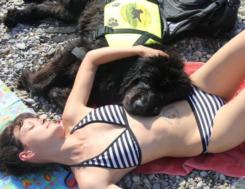 Фото: ньюфаундленд Beguschaya po Volnam Ring of Fire (Бегущая по Волнам Ринг оф Фире)