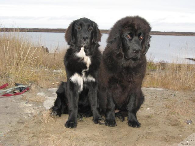 Фото: ньюфаундленд Sent Djons Penelopa Krus (Сент Джонс Пенелопа Крус), ньюфаундленд Gloriya Grand Blek (Глория Гранд Блек)