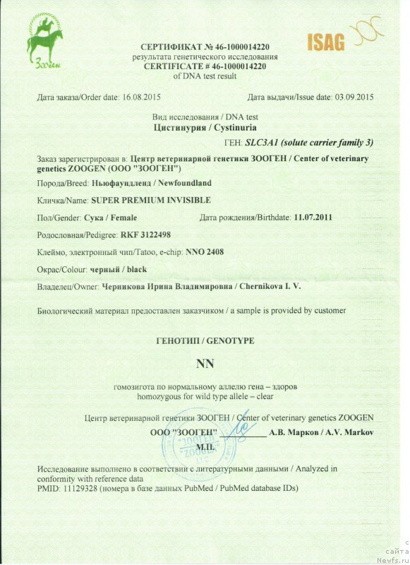 Фото: ньюфаундленд Super Premium Invisible (Супер Премиум Инвисибл)