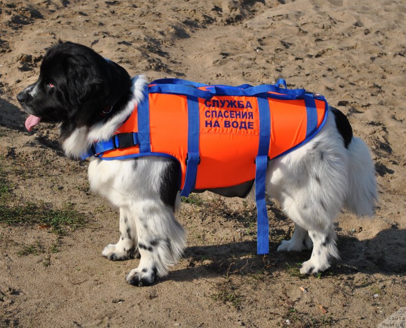 Фото: ньюфаундленд Sent Djons Isida (Сент Джонс Исида)