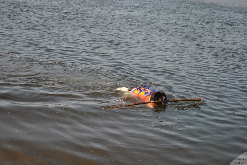Фото: ньюфаундленд Sent Djons Isida (Сент Джонс Исида)