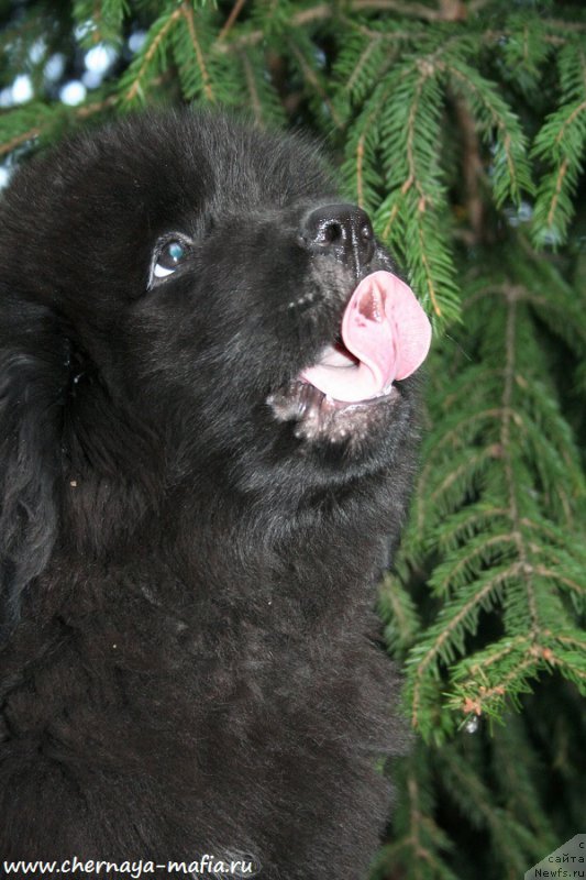 Фотография № 192156