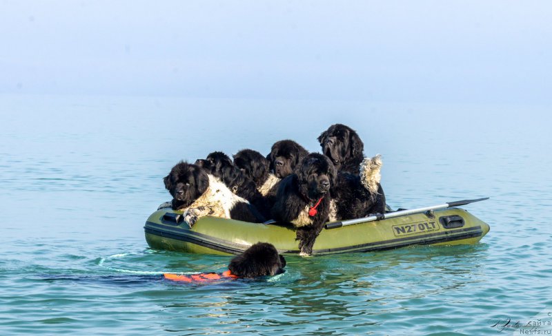 Фото: ньюфаундленд Smigar Liverpulsiy Chetvertak (Смигар Ливерпульский Четвертак), ньюфаундленд Piternyuf Omnia Vincet Amor (Питерньюф Омниа Винсет Амор), ньюфаундленд Piternyuf O'mnia Praeclara Rara (Питерньюф О'Мниа Праэклара Рара), ньюфаундленд Don't Worry Be Happy de L'Etoile de Cyrice, ньюфаундленд Piternyuf I Did It Again (Питерньюф И Дид Ит Агаин), ньюфаундленд Smigar Gordon Fellow (Смигар Гордон-Феллоу), ньюфаундленд Smigar Jezella de lya Roze (Смигар Жезелла де ля Розе)