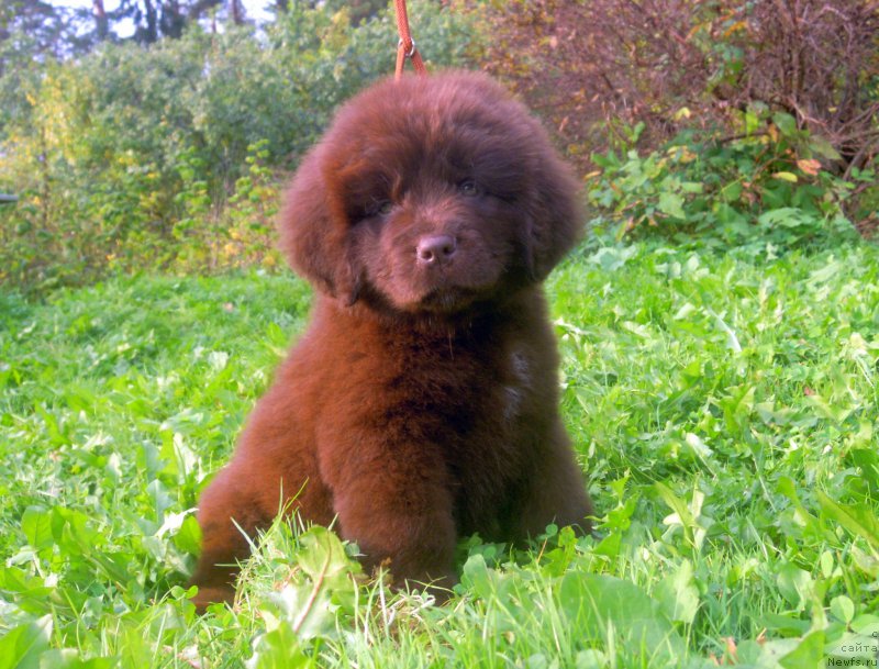 Фото: ньюфаундленд Al'fa Dar Oksa Vaniliya (Альфа Дар Окса Ванилия)