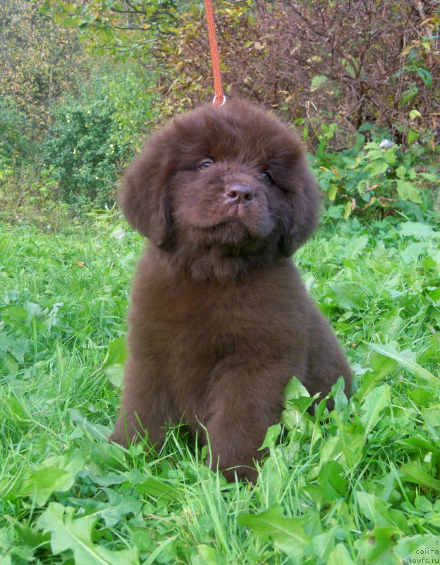 Фотография № 192166