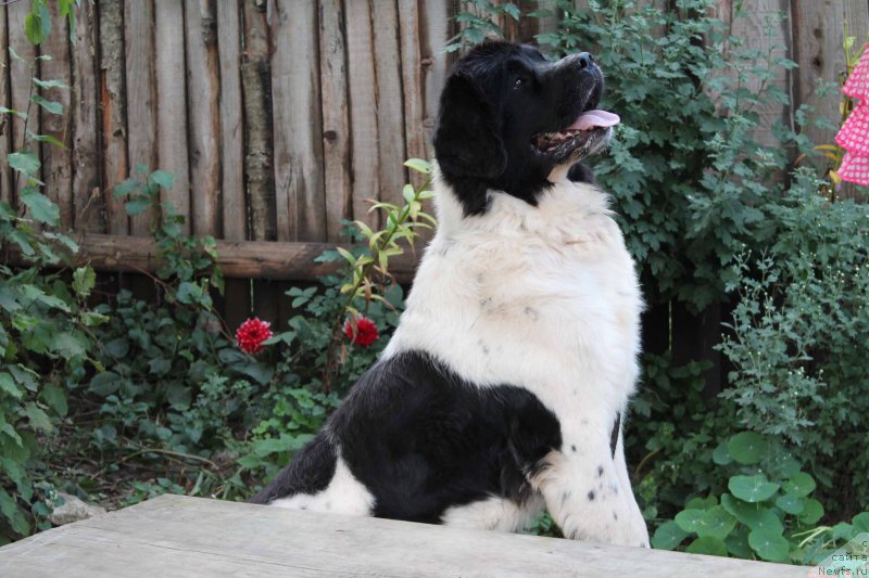 Фотография № 192169