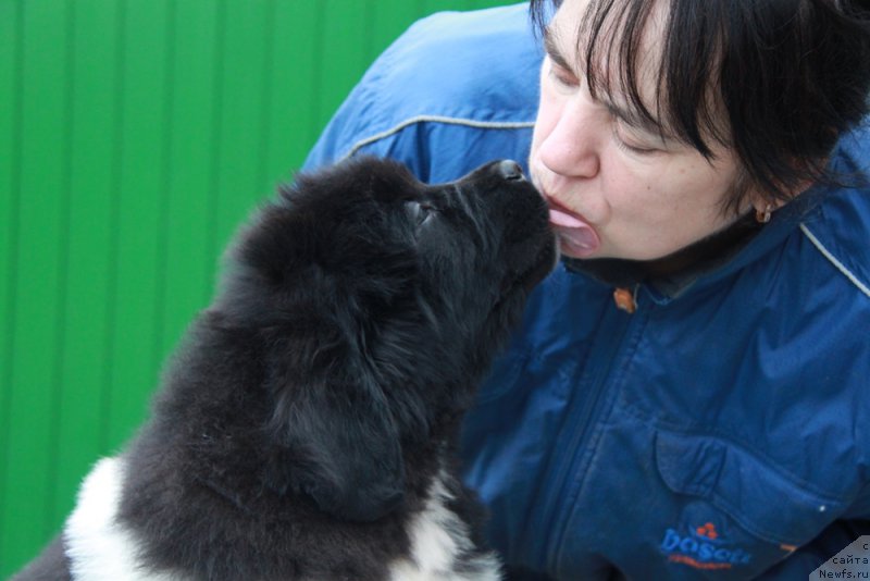 Фото: ньюфаундленд Akvian Song Roy Soley (Аквиан Сонг Рой Солей)