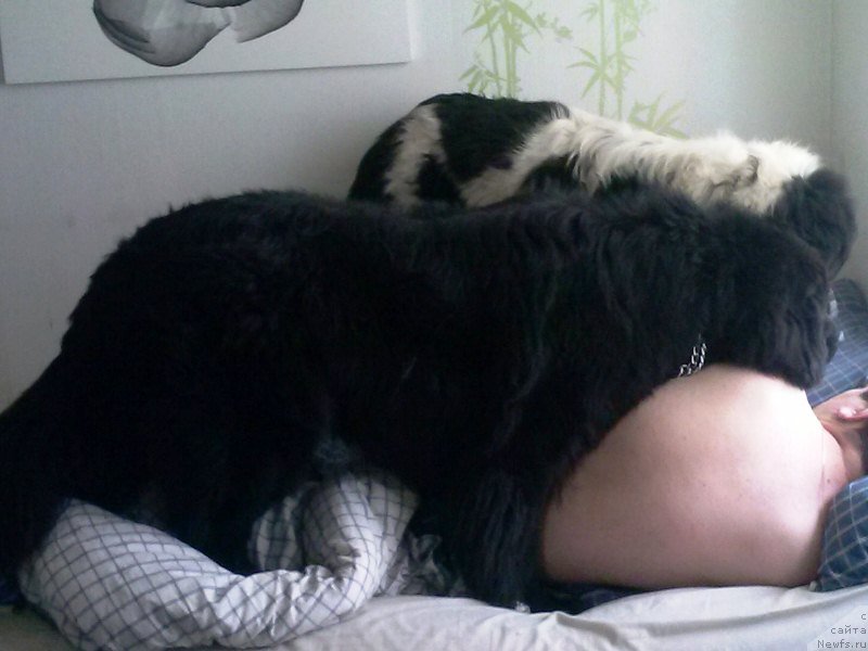 Фото: ньюфаундленд Dar Svezyi Sii YEnd YEdmire (Дар Свезы Сии Энд Эдмире)