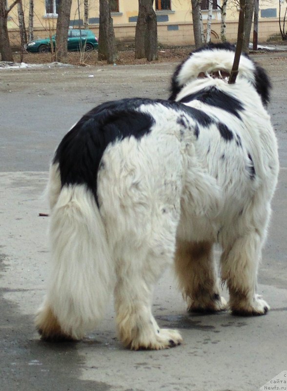 Фото: ньюфаундленд Mag Ispolin Morskaya Jemchujina (Маг Исполин Морская Жемчужина)