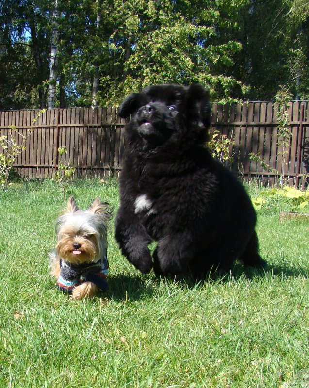 Фото: ньюфаундленд Super Premium Free Wind (Супер Премиум Фри Винд)