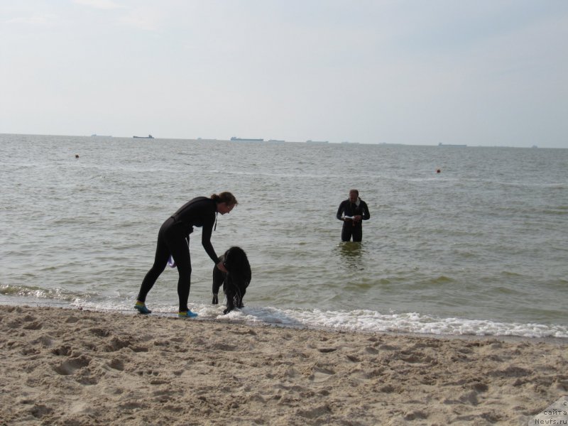 Фото: ньюфаундленд Beguschaya po Volnam Harizma (Бегущая по Волнам Харизма), Galina Akulina (Галина Акулина)