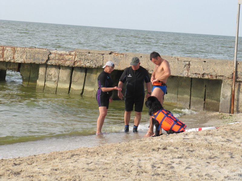 Фото: ньюфаундленд Basnja s Berega Dona (Басня с Берега Дона), Vladimir Klyuchenovich (Владимир Ключенович), Nadejda Fedoseeva (Надежда Федосеева), Эльдар