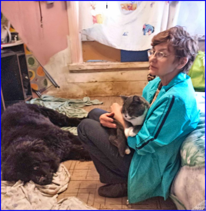 Фото: ньюфаундленд Valensiya CHernaya Jemchujina (Валенсия Черная Жемчужина)