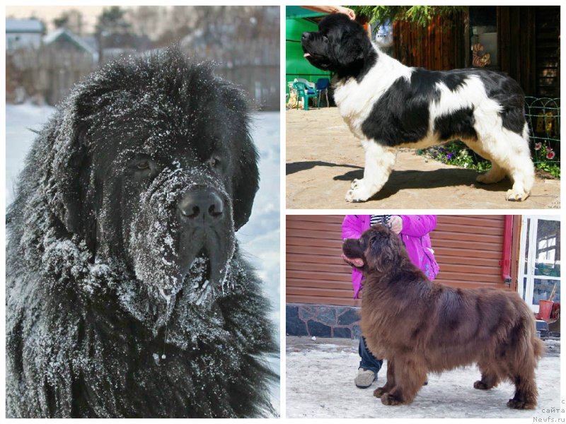 Фото: ньюфаундленд Obush SHed Vil'gel'm Til' (Обуш Шед Вильгельм Тиль)